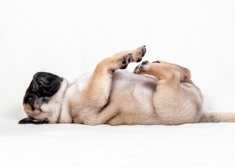 Pug sleeping laying on back