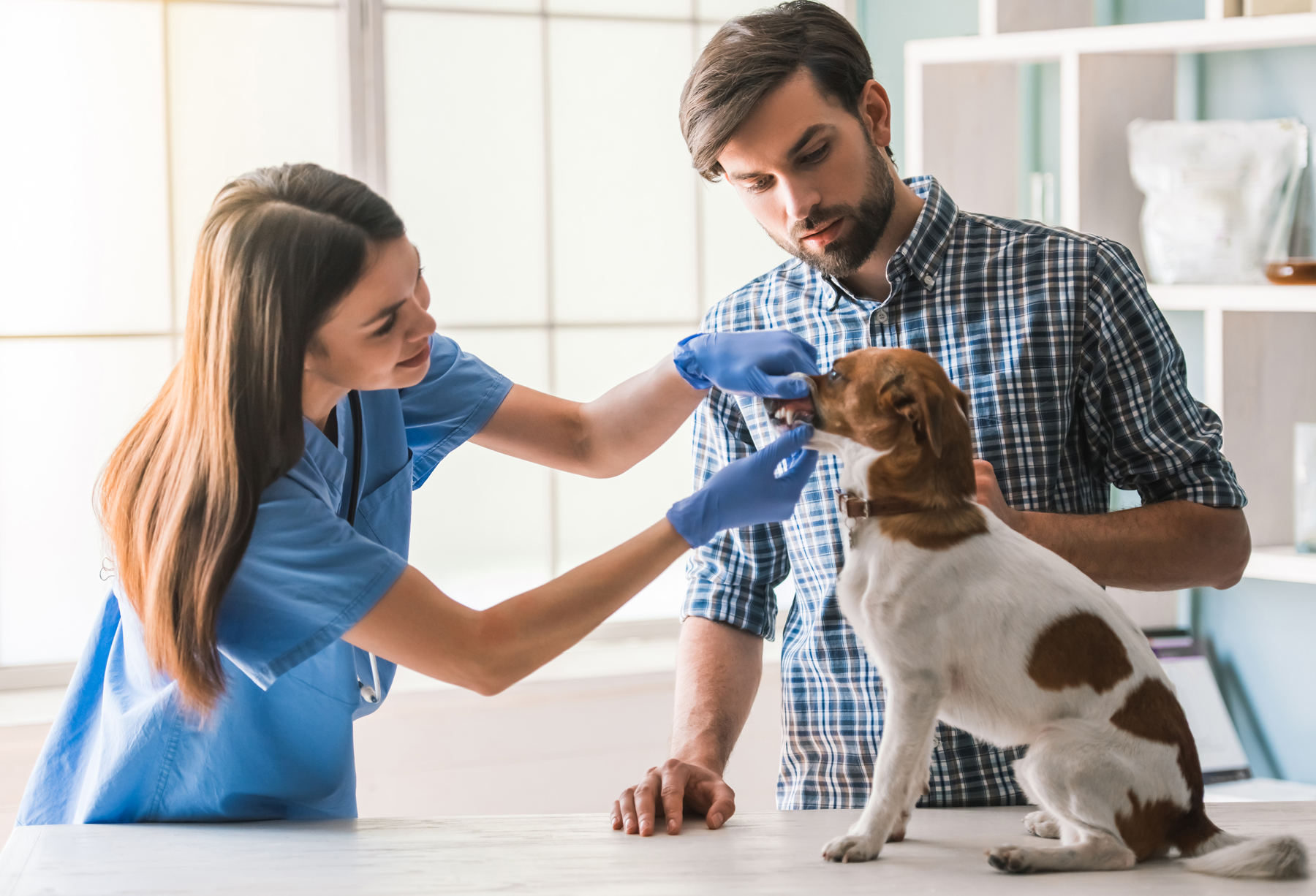 A vet inspecting the mouth of a small dog next to the owner