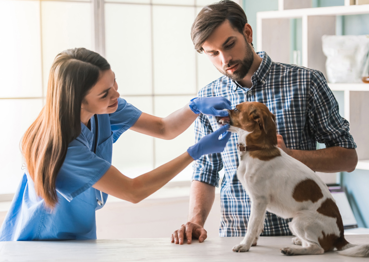 What to do if your cat or dog has been poisoned?