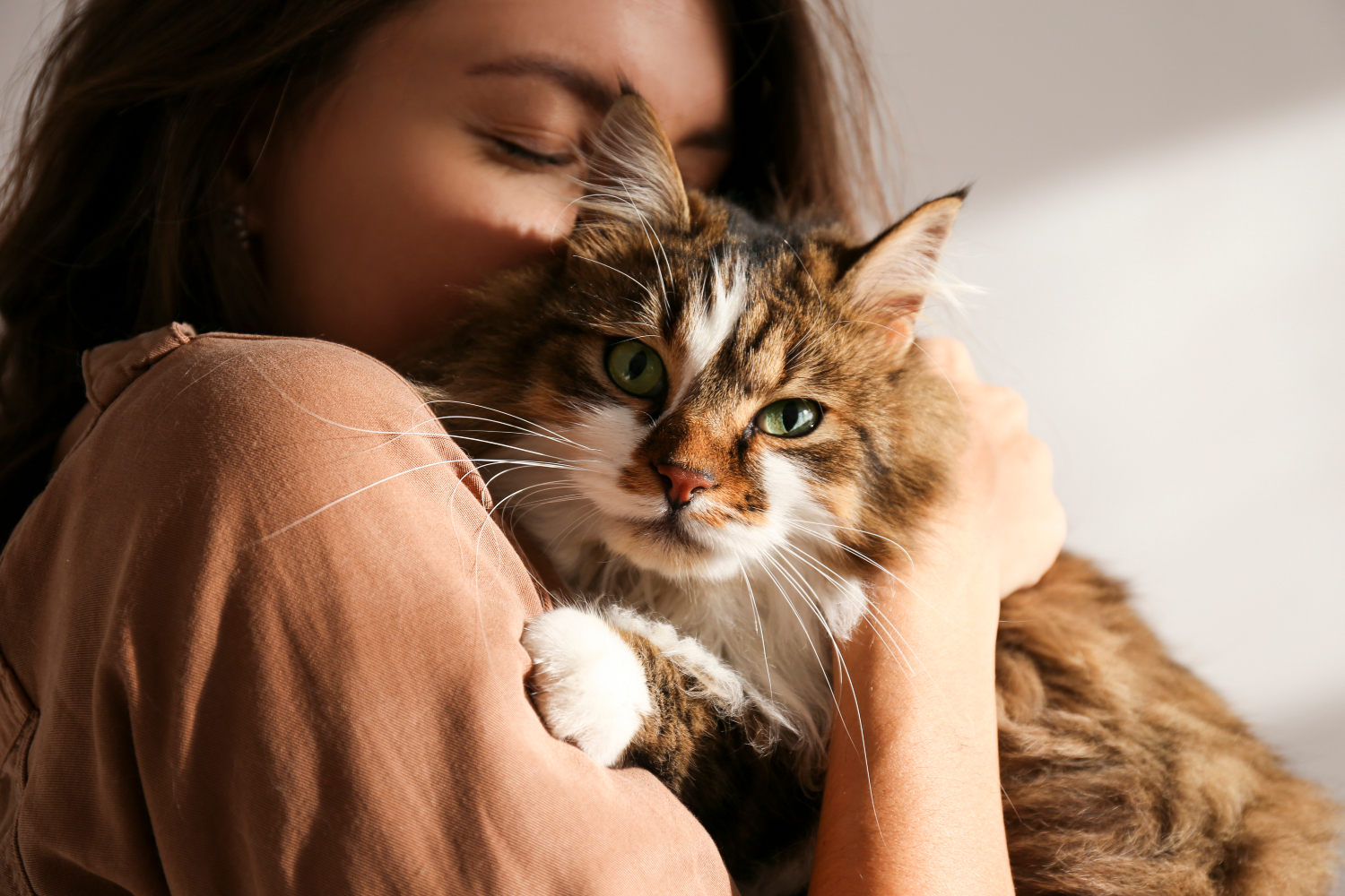 brown cat hugging owner