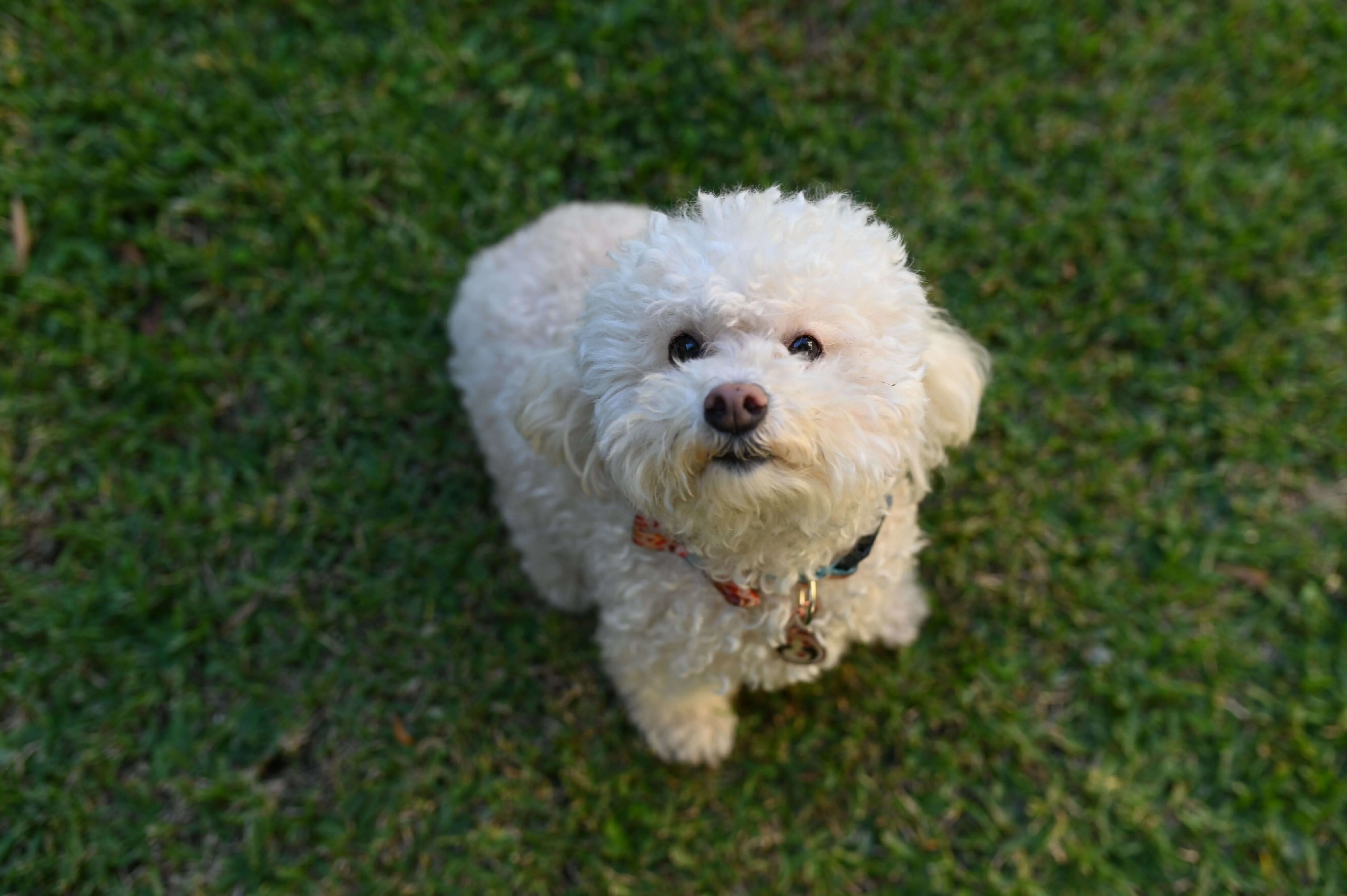 Bichon Frise dog sitting on a patch of grass looking up