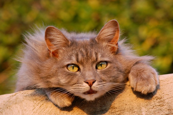 A fluffy cat pulling itself up onto a log at sunset