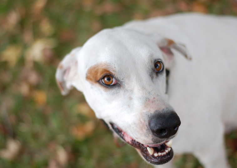 A happy looking dog panting while out on a walk