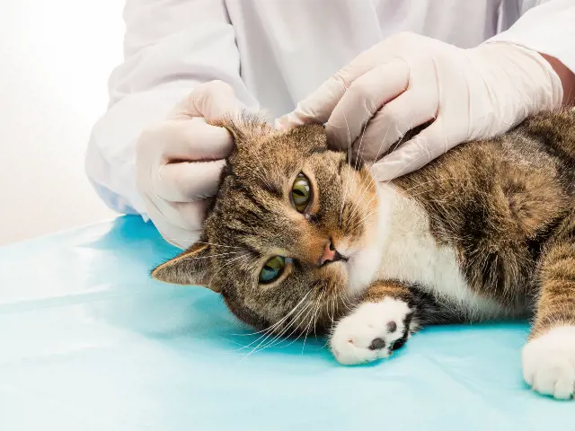 vet checking cats ear