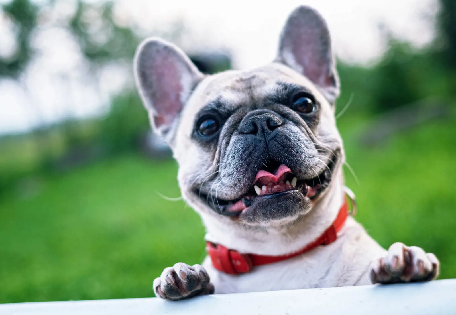 Flat-faced dogs face increased risk from obesity, experts warn