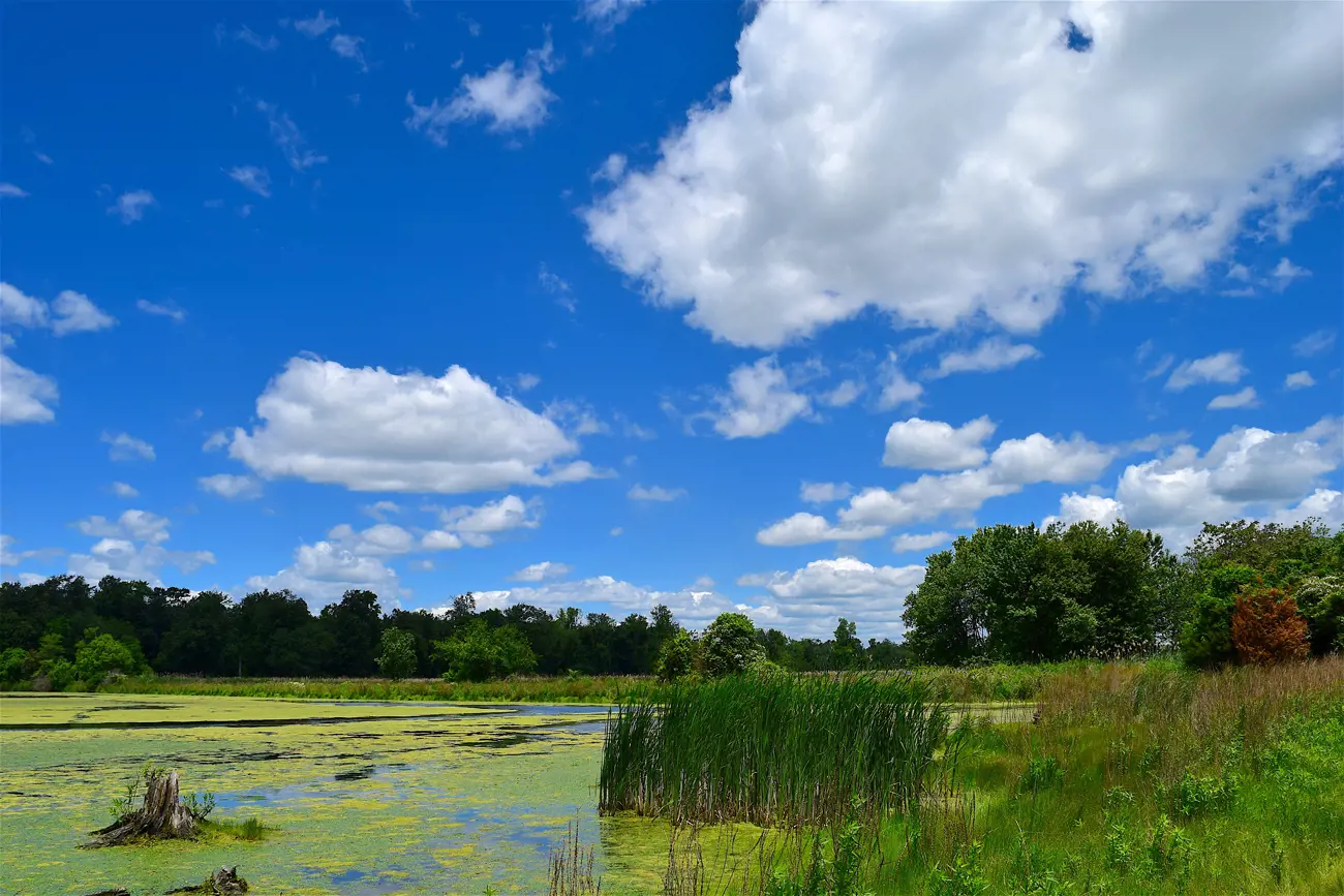 Vets warn of toxic algae risk to dogs