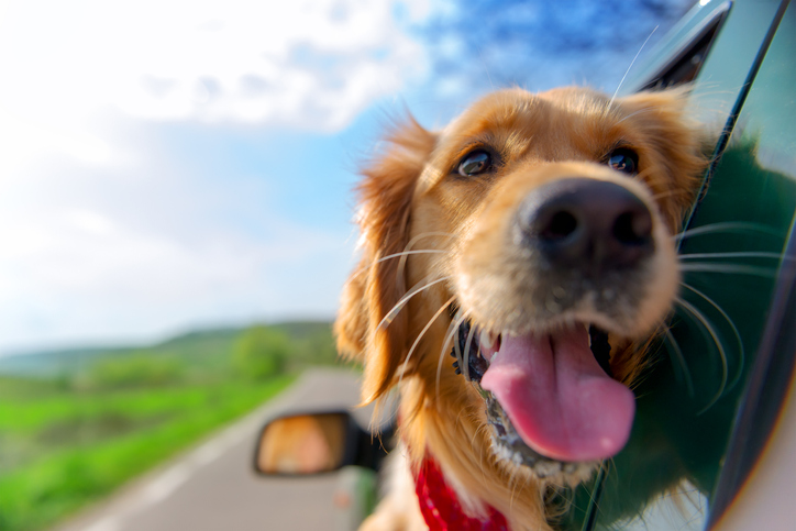 dog leaning out of window