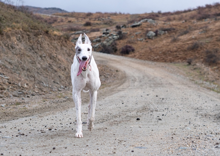 Ear cropping in dogs: What you need to know about this worrying trend