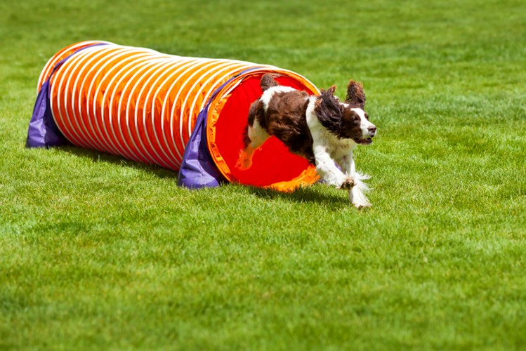 Dog tunnel