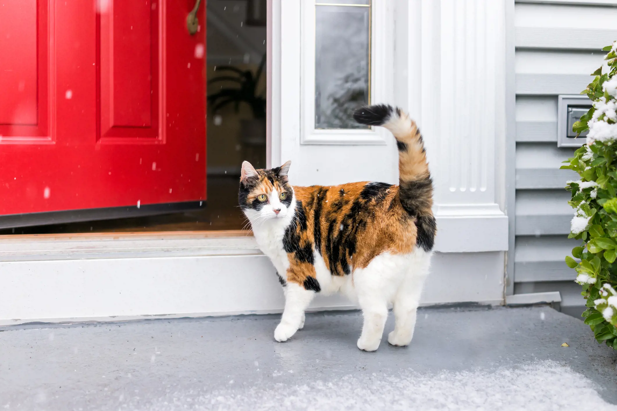 Rare male tortoiseshell cats discovered at two rehoming centres!