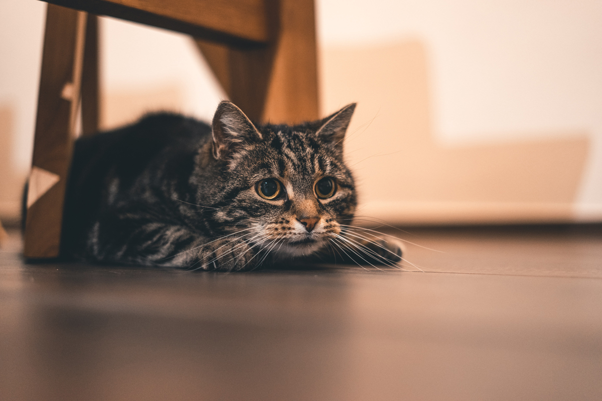 A cat laying under a dining table chair ready to pounce