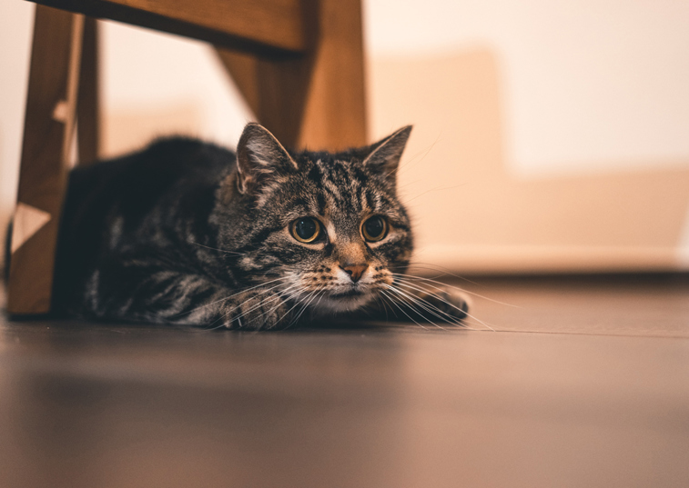 A sad looking cat laying under a table