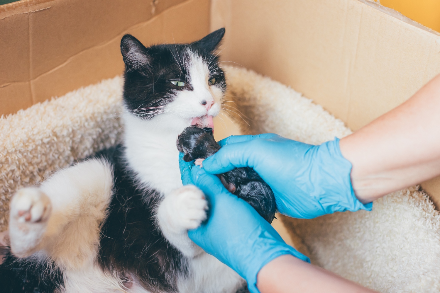 cat cleaning their kitten